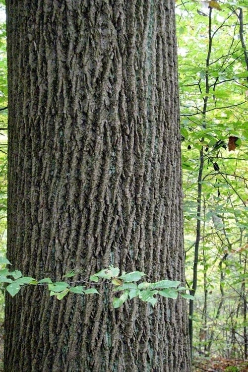 Tulip Poplar Tree - 1 Gallon Pot 11 Tulip Poplar Tree - 1 Gallon Pot - Image 10