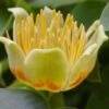 Tulip Poplar Tree - 1 Gallon Pot 2 Tulip Poplar Tree - 1 Gallon Pot -Garden Outdoor Plant Store liriodendron tulipifera yellow tulip poplar flower 13