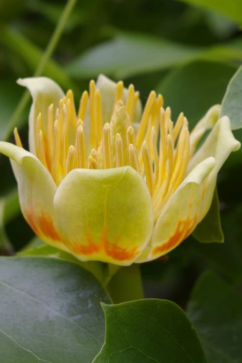 Tulip Poplar Tree - 1 Gallon Pot 2 Tulip Poplar Tree - 1 Gallon Pot