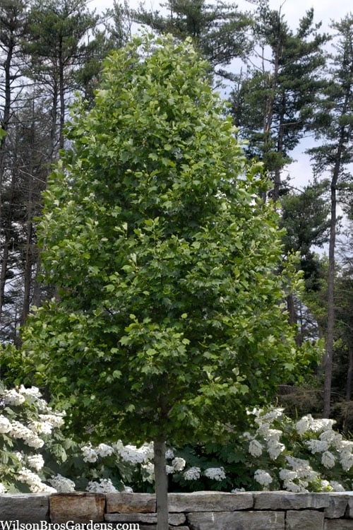 Tulip Poplar Tree - 1 Gallon Pot 6 Tulip Poplar Tree - 1 Gallon Pot - Image 5