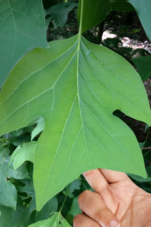 Tulip Poplar Tree - 1 Gallon Pot 5 Tulip Poplar Tree - 1 Gallon Pot - Image 4
