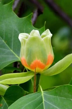 Tulip Poplar Tree - 1 Gallon Pot 18 Tulip Poplar Tree - 1 Gallon Pot -Garden Outdoor Plant Store liriodendron tulipifera yellow tulip poplar flower 6
