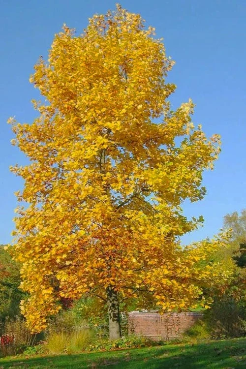 Tulip Poplar Tree - 1 Gallon Pot 7 Tulip Poplar Tree - 1 Gallon Pot - Image 6