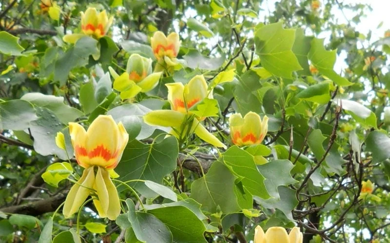 Tulip Poplar Tree - 1 Gallon Pot 9 Tulip Poplar Tree - 1 Gallon Pot - Image 8