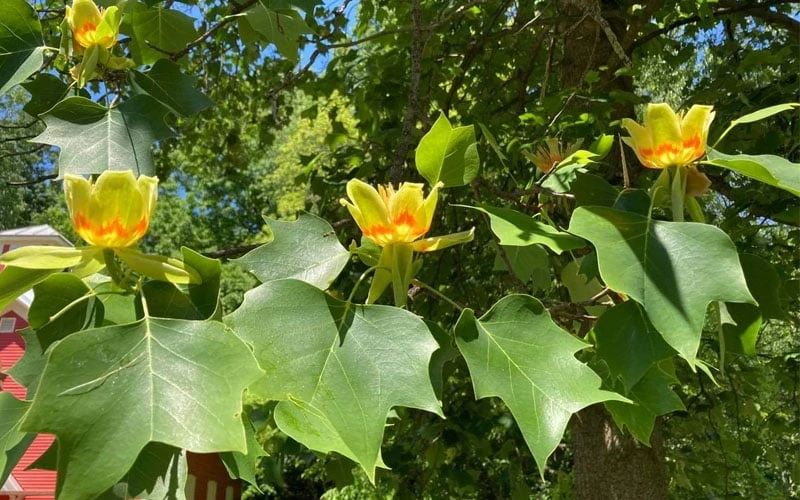 Tulip Poplar Tree - 1 Gallon Pot 10 Tulip Poplar Tree - 1 Gallon Pot - Image 9