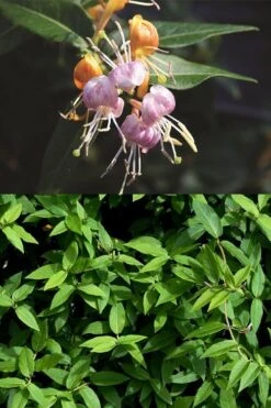 Candy Swirl Honeysuckle Vine (Lonicera) - 5 Gallon Pot -Garden Outdoor Plant Store lonicera candy swirl honeysuckle vine 3