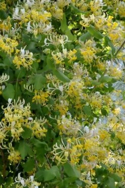 Hall's Hardy Honeysuckle Vine (Lonicera Japonica 'Halliana') - 2 Gallon Pot