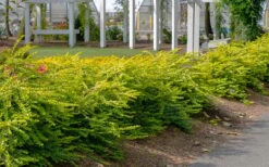 Thunderbolt Golden Box Honeysuckle - 3 Gallon Pot -Garden Outdoor Plant Store lonicera nitida thunderbolt box honeysuckle 1