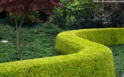 Thunderbolt Golden Box Honeysuckle - 3 Gallon Pot -Garden Outdoor Plant Store lonicera nitida thunderbolt box honeysuckle 4