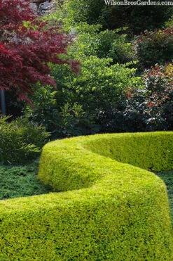 Thunderbolt Golden Box Honeysuckle - 3 Gallon Pot -Garden Outdoor Plant Store lonicera nitida thunderbolt box honeysuckle 5