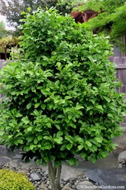 Ann Magnolia Tulip Tree - 2 Gallon Pot 15 Ann Magnolia Tulip Tree - 2 Gallon Pot -Garden Outdoor Plant Store magnolia ann 112 4