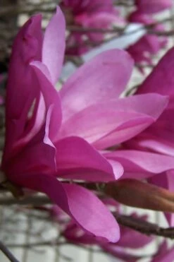 Ann Magnolia Tulip Tree - 2 Gallon Pot 19 Ann Magnolia Tulip Tree - 2 Gallon Pot -Garden Outdoor Plant Store magnolia ann 30