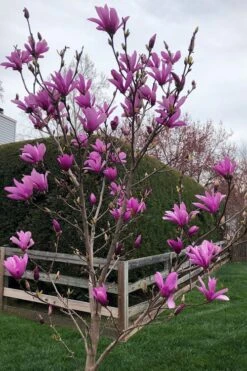 Ann Magnolia Tulip Tree - 5 Gallon Pot -Garden Outdoor Plant Store magnolia ann tulip tree 100