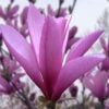 Ann Magnolia Tulip Tree - 3 Gallon Pot 2 Ann Magnolia Tulip Tree - 3 Gallon Pot -Garden Outdoor Plant Store magnolia ann tulip tree 101 1