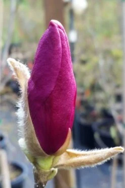 Betty Magnolia Tulip Tree - 1 Gallon Pot -Garden Outdoor Plant Store magnolia betty 21