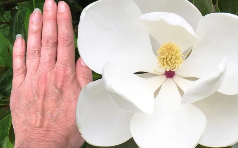 Edith Bogue Cold Hardy Evergreen Magnolia - 3 Gallon Pot (3-4') 7 Edith Bogue Cold Hardy Evergreen Magnolia - 3 Gallon Pot (3-4') - Image 5