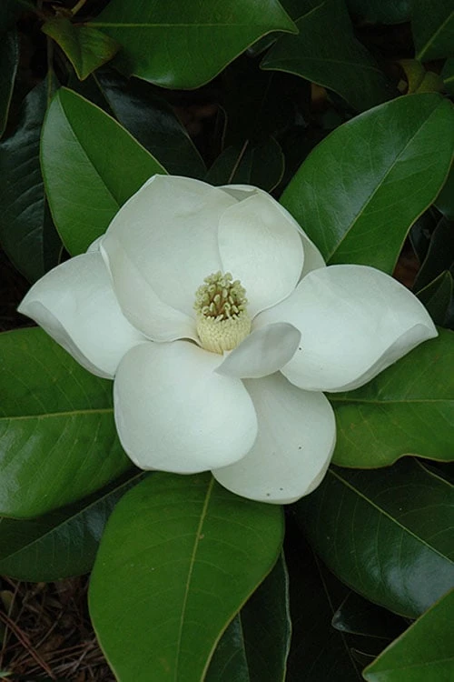 Edith Bogue Cold Hardy Evergreen Magnolia - 3 Gallon Pot (3-4') 8 Edith Bogue Cold Hardy Evergreen Magnolia - 3 Gallon Pot (3-4') - Image 6
