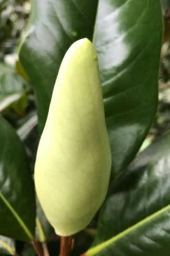 Edith Bogue Cold Hardy Evergreen Magnolia - 3 Gallon Pot (3-4') 16 Edith Bogue Cold Hardy Evergreen Magnolia - 3 Gallon Pot (3-4') -Garden Outdoor Plant Store magnolia edith bogue bud 1