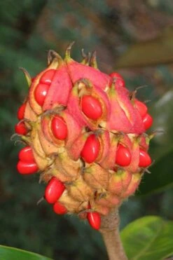 Edith Bogue Cold Hardy Evergreen Magnolia - 3 Gallon Pot (3-4') 17 Edith Bogue Cold Hardy Evergreen Magnolia - 3 Gallon Pot (3-4') -Garden Outdoor Plant Store magnolia edith bogue fruit 1