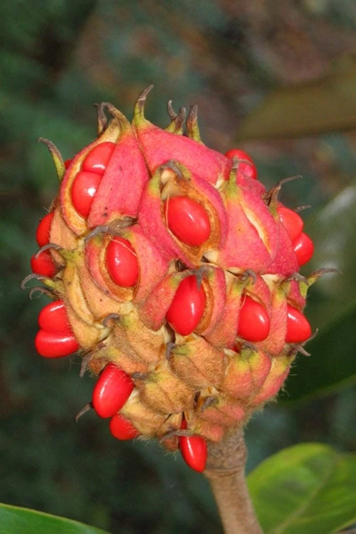 Edith Bogue Cold Hardy Evergreen Magnolia - 3 Gallon Pot (3-4') 10 Edith Bogue Cold Hardy Evergreen Magnolia - 3 Gallon Pot (3-4') - Image 8