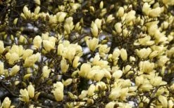 Elizabeth Magnolia (Tulip Tree) - 5 Gallon Pot -Garden Outdoor Plant Store magnolia elizabeth 15