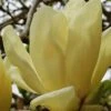 Elizabeth Magnolia (Tulip Tree) - 5 Gallon Pot 2 Elizabeth Magnolia (Tulip Tree) - 5 Gallon Pot -Garden Outdoor Plant Store magnolia elizabeth 17