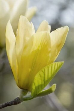 Elizabeth Magnolia (Tulip Tree) - 5 Gallon Pot -Garden Outdoor Plant Store magnolia elizabeth 2