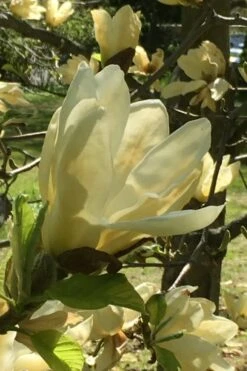 Elizabeth Magnolia (Tulip Tree) - 5 Gallon Pot -Garden Outdoor Plant Store magnolia elizabeth 8