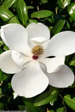 Greenback Southern Magnolia - 3 Gallon Pot 11 Greenback Southern Magnolia - 3 Gallon Pot -Garden Outdoor Plant Store magnolia grandiflora mgtig greenback 2