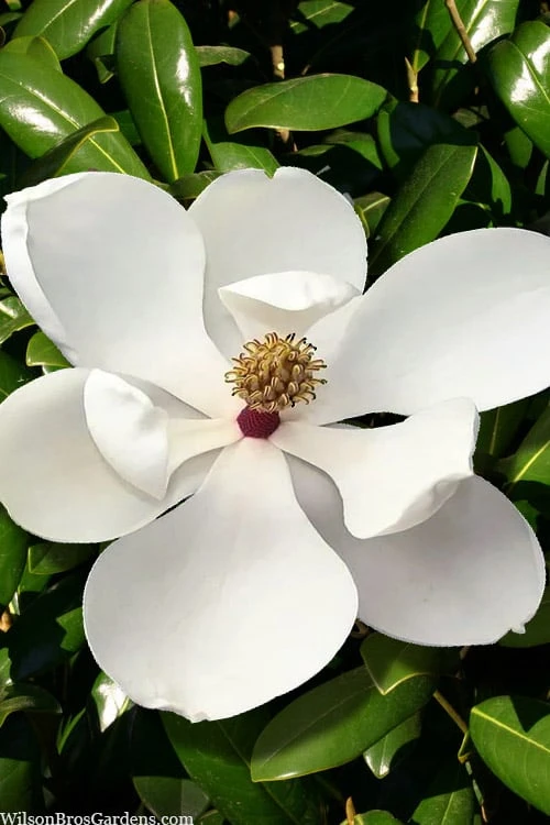 Greenback Southern Magnolia - 3 Gallon Pot 6 Greenback Southern Magnolia - 3 Gallon Pot - Image 4