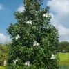 Greenback Southern Magnolia - 3 Gallon Pot