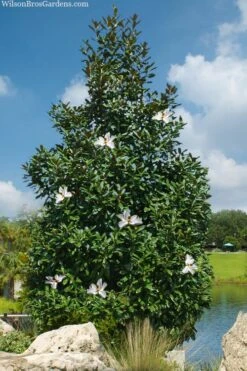 Greenback Southern Magnolia - 3 Gallon Pot
