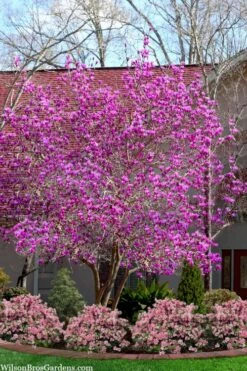 Jane Magnolia Tulip Tree - 5 Gallon Pot -Garden Outdoor Plant Store magnolia jane tulip tree 103 4