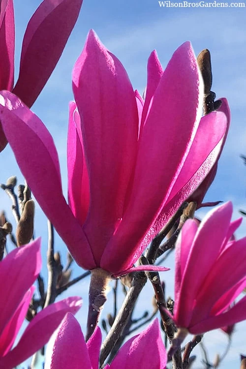 Jane Magnolia Tulip Tree - 7 Gallon Pot (3-4') 3 Jane Magnolia Tulip Tree - 7 Gallon Pot (3-4')