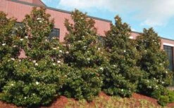 Kay Parris Southern Magnolia - 7 Gallon Pot (3-4') -Garden Outdoor Plant Store magnolia little gem 11 2