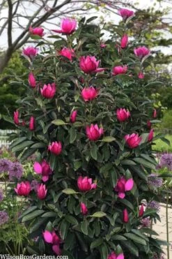 Pink Pyramid Magnolia (Tulip Tree) - 7 Gallon Pot 9 Pink Pyramid Magnolia (Tulip Tree) - 7 Gallon Pot -Garden Outdoor Plant Store magnolia pink pyramid tulip tree 120copy