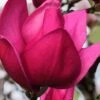 Pink Pyramid Magnolia (Tulip Tree) - 7 Gallon Pot -Garden Outdoor Plant Store magnolia pink pyramid tulip tree 4