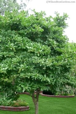 Centennial Star Magnolia - 3 Gallon Pot -Garden Outdoor Plant Store magnolia stellata 1 3