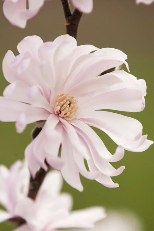 Waterlily Star Magnolia Tree - 3 Gallon Pot 9 Waterlily Star Magnolia Tree - 3 Gallon Pot - Image 7