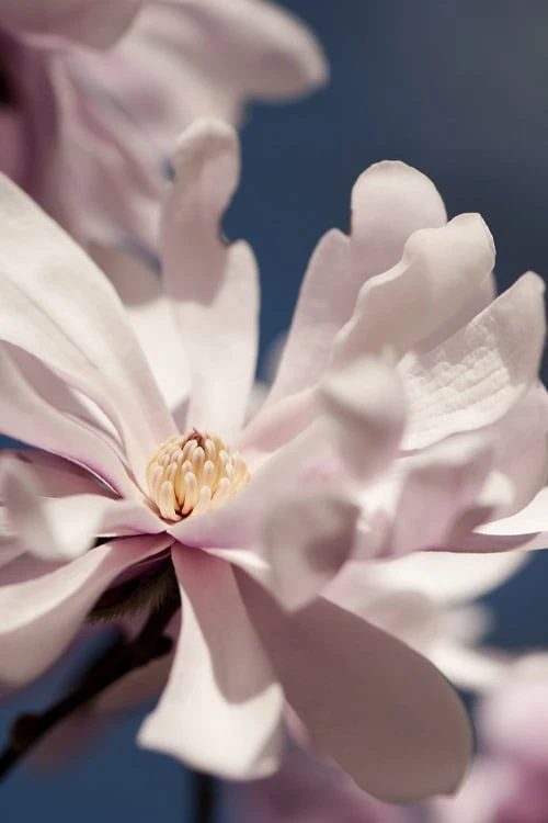 Waterlily Star Magnolia Tree - 3 Gallon Pot 12 Waterlily Star Magnolia Tree - 3 Gallon Pot - Image 10