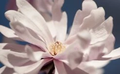 Waterlily Star Magnolia Tree - 3 Gallon Pot 21 Waterlily Star Magnolia Tree - 3 Gallon Pot -Garden Outdoor Plant Store magnolia stellata waterlily 103