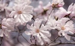 Waterlily Star Magnolia Tree - 3 Gallon Pot 18 Waterlily Star Magnolia Tree - 3 Gallon Pot -Garden Outdoor Plant Store magnolia stellata waterlily 106