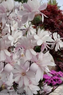 Waterlily Star Magnolia Tree - 3 Gallon Pot 17 Waterlily Star Magnolia Tree - 3 Gallon Pot -Garden Outdoor Plant Store magnolia stellata waterlily 108