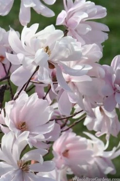 Waterlily Star Magnolia Tree - 3 Gallon Pot 25 Waterlily Star Magnolia Tree - 3 Gallon Pot -Garden Outdoor Plant Store magnolia stellata waterlily 109