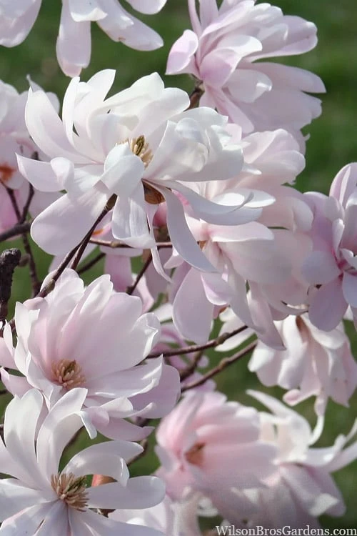 Waterlily Star Magnolia Tree - 3 Gallon Pot 14 Waterlily Star Magnolia Tree - 3 Gallon Pot - Image 12
