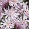 Waterlily Star Magnolia Tree - 3 Gallon Pot -Garden Outdoor Plant Store magnolia stellata waterlily 110