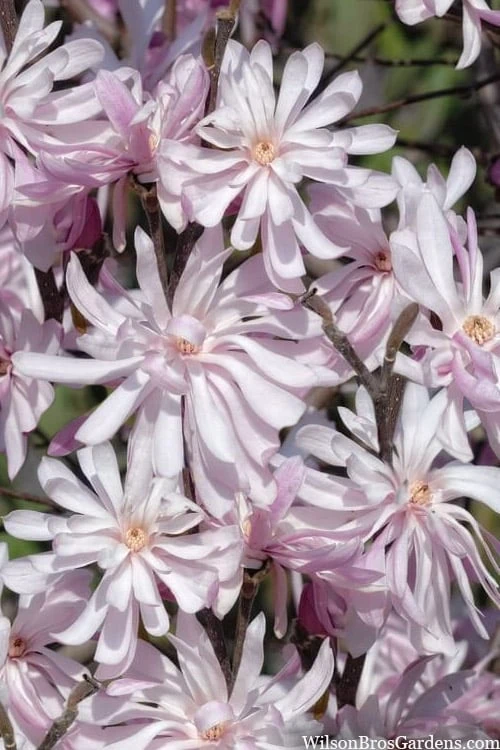 Waterlily Star Magnolia Tree - 3 Gallon Pot 3 Waterlily Star Magnolia Tree - 3 Gallon Pot