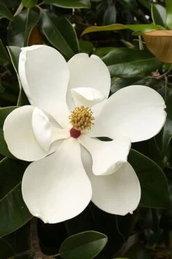 Teddy Bear Dwarf Southern Magnolia - 7 Gallon Pot (3-4') -Garden Outdoor Plant Store magnolia teddy bear 3