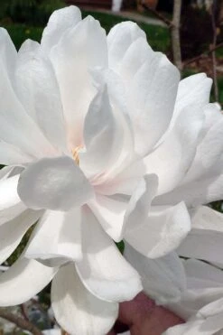 Wildcat Star Magnolia Tree - 3 Gallon Pot -Garden Outdoor Plant Store magnolia x loebneri wildcat star magnolia 1