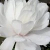 Wildcat Star Magnolia Tree - 3 Gallon Pot -Garden Outdoor Plant Store magnolia x loebneri wildcat star magnolia 2